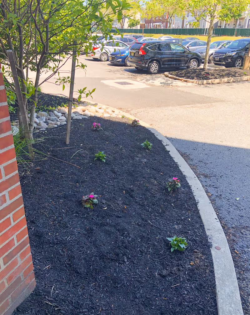 Outdoor view of a landscaped area with small plants and mulch next to a parking lot with several parked cars. A brick wall is partially visible on the left side, and trees provide some shade.