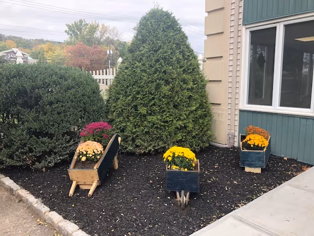 Outdoor garden area with three small wooden wheelbarrows filled with colorful flowers, positioned on dark mulch near a building with green and beige siding. There are bushes and a tree in the background, along with a sidewalk on the right side.