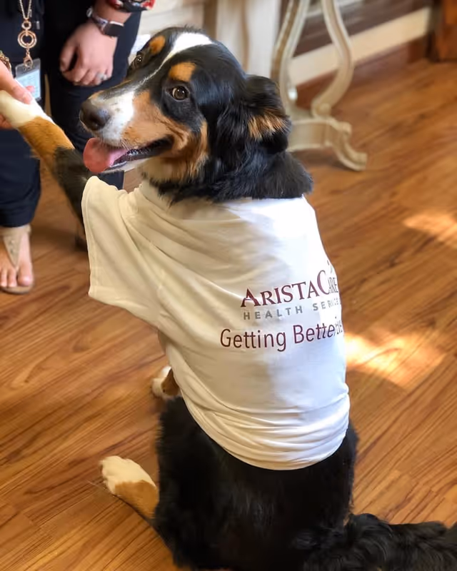 A black, brown, and white dog wearing a white T-shirt with the text 'AristaCare Health Services Getting Better' sitting on a wooden floor indoors, with a person extending their hand towards the dog.