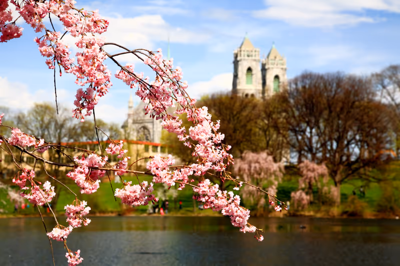 Close-up of pink cherry blossom branches in full bloom with a lake and a historic building with twin towers in the background, surrounded by trees and greenery under a partly cloudy sky.