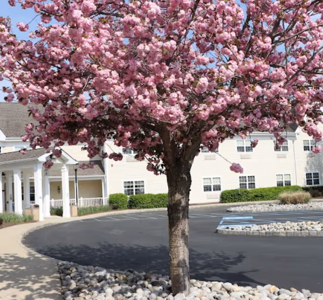 Pink flowering tree in front of a beige assisted-living building entrance and parking lot.