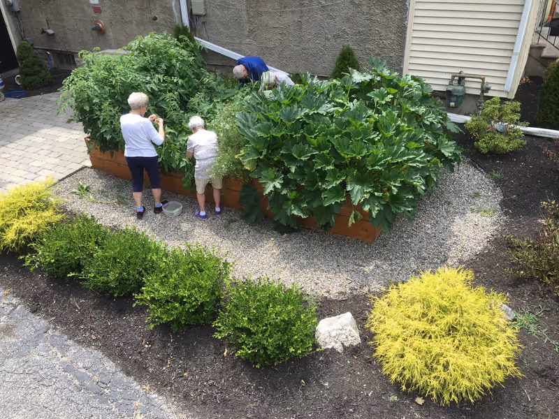 Three elderly people tending to a raised garden bed filled with lush green plants in an outdoor garden area with gravel and surrounding bushes.